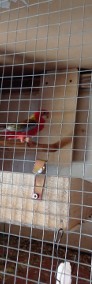 Papugi Rozella Białolice-3