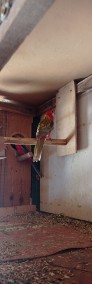 Papugi Rozella Białolice-4