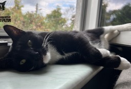 Kot Trabant szuka domku! Piękny, czarny kotek - Fundacja''Koci Pazur''
