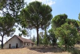 Dom Castelo Branco, Castelo Branco