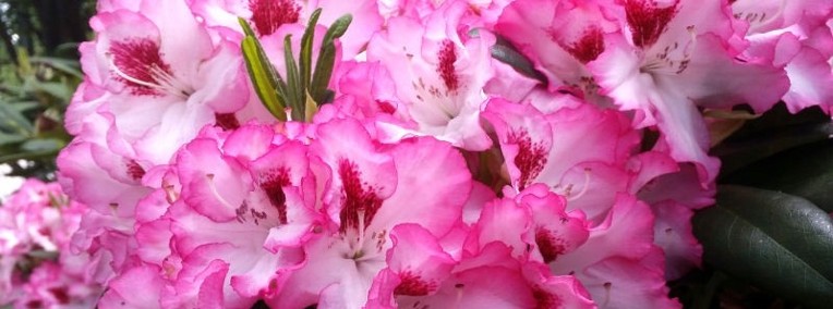 Różanecznik Hachmann's Charmant/Rhododendron 'Hachmann's Charmant' C5-1
