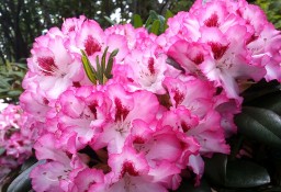 Różanecznik Hachmann's Charmant/Rhododendron 'Hachmann's Charmant' C5