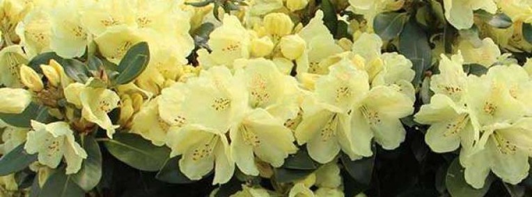 Różanecznik 'Goldkrone'/Rhododendron 'Goldkrone C5 -1