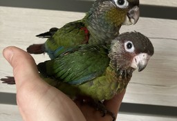 rudosterki ręcznie karmione oswojone papugi