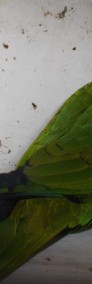 Rudosterki zielonolice (Pyrrhura molinae)  + czarnogłowe (Pyrrhura rupicola) -4