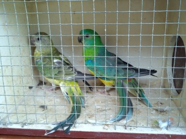Papugi Świergoty para-1