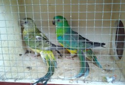 Papugi Świergoty para