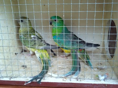 Papugi Świergoty para-2