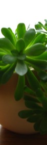 Aeonium – piękny sukulent na taras, do oranżerii lub mieszkania -4