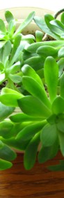 Aeonium – piękny sukulent na taras, do oranżerii lub mieszkania -3