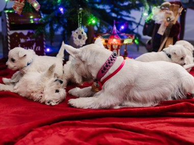 West Highland white terrier -1