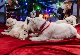 West Highland white terrier 