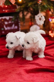 West Highland white terrier -2