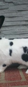 Królik,króliki olbrzym srokacz niemiaecki-3