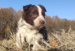 Rasowa Suczka Border Collie - Szczeniak z Hodowli z pełną dok.