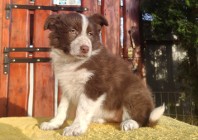 Rasowa Suczka Border Collie - Szczeniak z Hodowli z pełną dok.