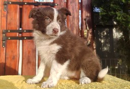 Rasowa Suczka Border Collie - Szczeniak z Hodowli z pełną dok.