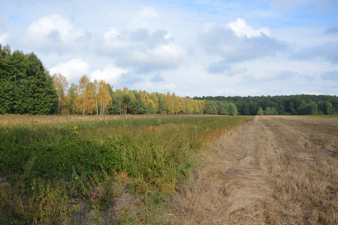 Działka, Klarów, 1,09 ha, łęczyński