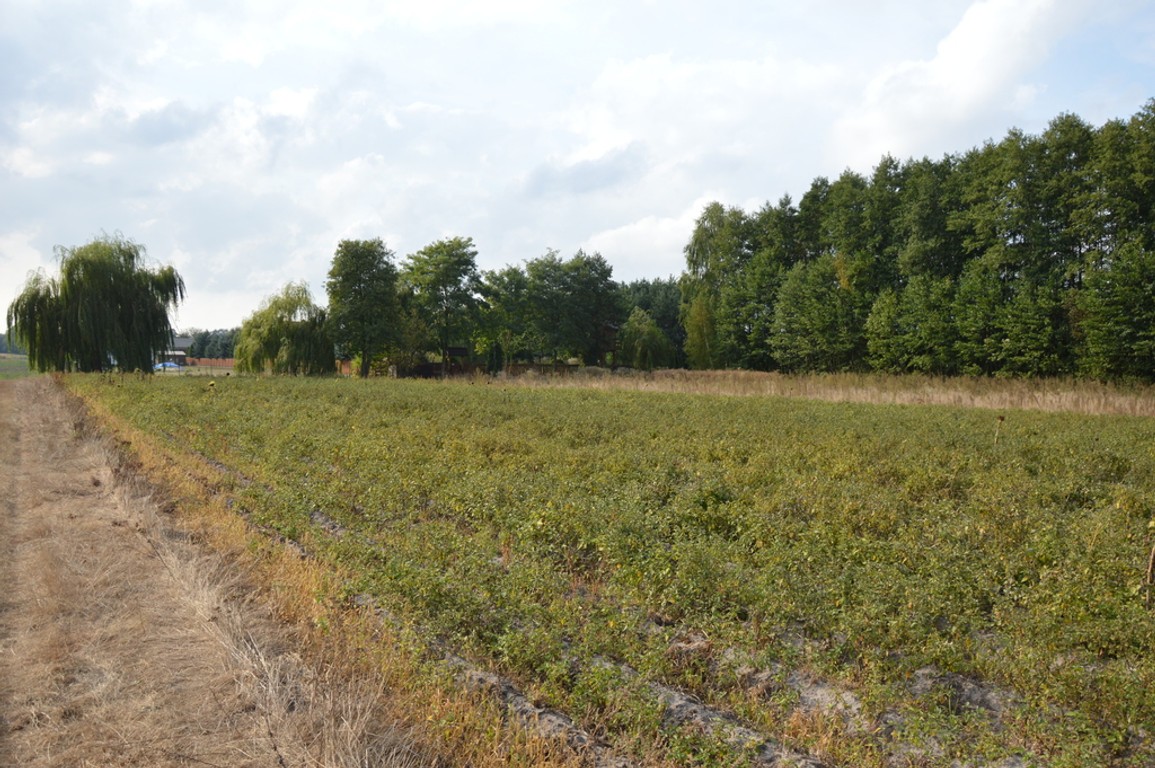 Działka, Klarów, 1,09 ha - Widok 4