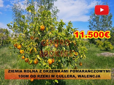 Ziemia rolna z drzewkami pomarańczowymi 100 m od rzeki w Cullera, Walencja-1