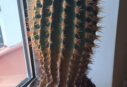 Kaktus 52cm