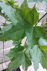 Klon zwyczajny sadzonki w doniczkach Acer platanoides-2