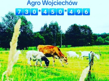 Warzywa ekologiczne jajka..... Agro Wojciechów dolnośląskie -1