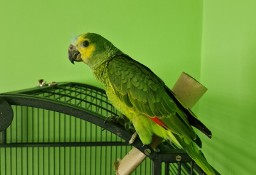 Papuga Amazonka Samica