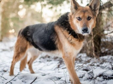 SABA - mądra, kochana sunia szuka domu już za długo, ADOPTUJ-1