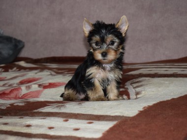 Yorkshire Terrier - SUCZKA YORKA - Szczeniaczek York -1