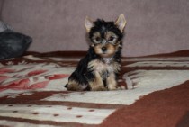 Yorkshire Terrier - SUCZKA YORKA - Szczeniaczek York 