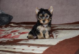 Yorkshire Terrier - SUCZKA YORKA - Szczeniaczek York 