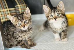 Bliźniaki kociaki do adopcji
