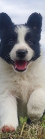 Rasowy - Border Collie - Piękny Pies Gonzo z dok. Hodowlaną-3