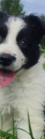 Rasowy - Border Collie - Piękny Pies Gonzo z dok. Hodowlaną-4