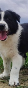 Rasowy - Border Collie - Piękny Pies Gaz z dok. Hodowlaną-3