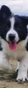 Rasowy - Border Collie - Piękny Pies Gaz z dok. Hodowlaną-4