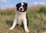 Rasowy - Border Collie - Piękny Pies Gaz z dok. Hodowlaną
