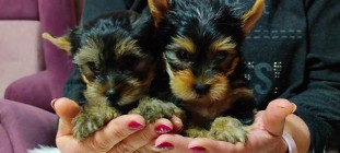 Suczki Yorkshire Terrier - MOŻLIWOŚĆ DOWOZU - York Yorki