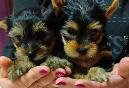 Suczki Yorkshire Terrier - MOŻLIWOŚĆ DOWOZU - York Yorki