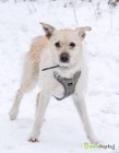 FREDZIO - piękny psiak za kratami schroniska, szuka domu