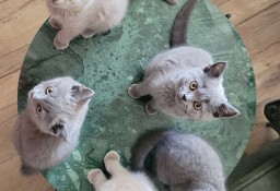 śliczne kotki Brytyjskie z rodowodem FPL FIFE, gotowe do odbioru!