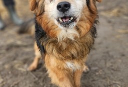 Sopel 9 kg szuka domu -schronisko Zgierz-aktualne 