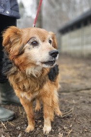 Sopel 9 kg szuka domu -schronisko Zgierz-aktualne -2