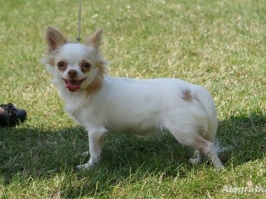 Chihuahua szczenięta-1