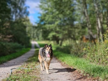 Zdążyć przed tęczowym mostem - senior Nanuk do adopcji-1