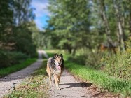 Zdążyć przed tęczowym mostem - senior Nanuk do adopcji