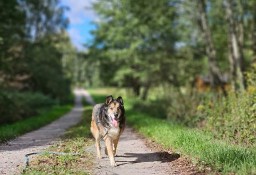 Zdążyć przed tęczowym mostem - senior Nanuk do adopcji