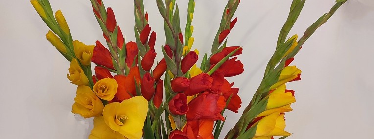 Mieczyk (Gladiolus) kwiat cięty-1