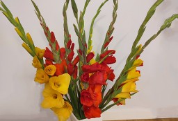 Mieczyk (Gladiolus) kwiat cięty
